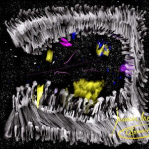 Danza de la vida 33