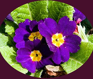 Flores moradas
